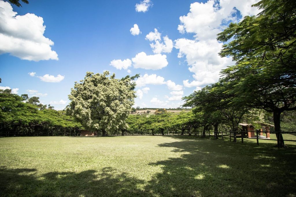 Vibrant grassy field with trees under a bright blue sky and clouds.